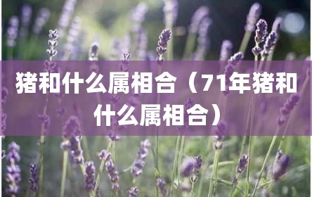 猪和什么属相合（71年猪和什么属相合）