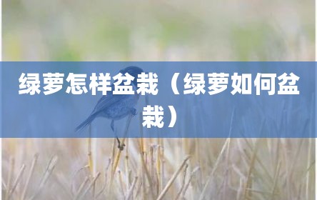 绿萝怎样盆栽（绿萝如何盆栽）