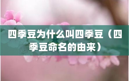 四季豆为什么叫四季豆（四季豆命名的由来）