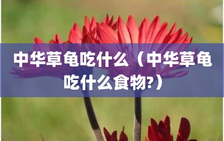 中华草龟吃什么（中华草龟吃什么食物?）