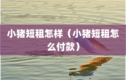 小猪短租怎样（小猪短租怎么付款）