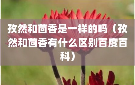 孜然和茴香是一样的吗（孜然和茴香有什么区别百度百科）