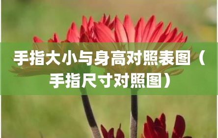 手指大小与身高对照表图（手指尺寸对照图）