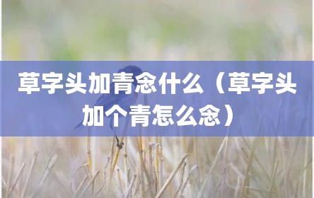 草字头加青念什么（草字头加个青怎么念）