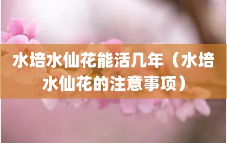 水培水仙花能活几年（水培水仙花的注意事项）