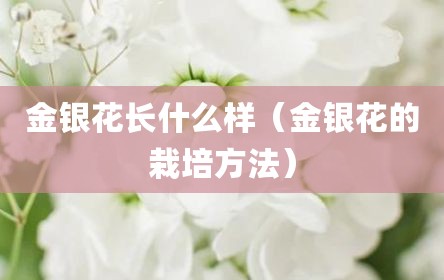 金银花长什么样（金银花的栽培方法）