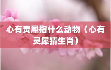 心有灵犀指什么动物（心有灵犀猜生肖）
