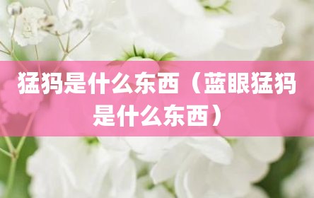 猛犸是什么东西（蓝眼猛犸是什么东西）