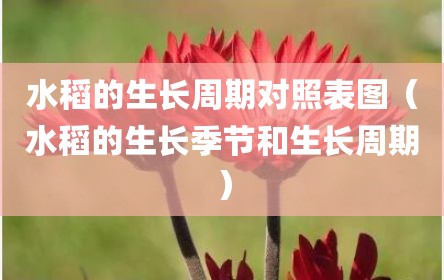 水稻的生长周期对照表图（水稻的生长季节和生长周期）