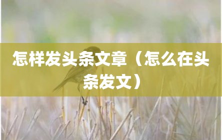 怎样发头条文章（怎么在头条发文）