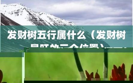 发财树五行属什么（发财树最旺的三个位置）