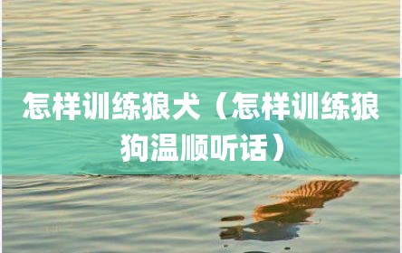 怎样训练狼犬（怎样训练狼狗温顺听话）