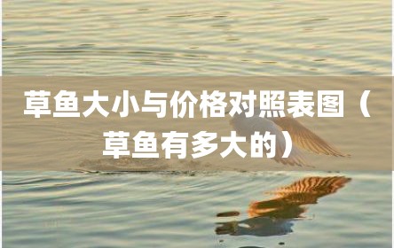 草鱼大小与价格对照表图（草鱼有多大的）