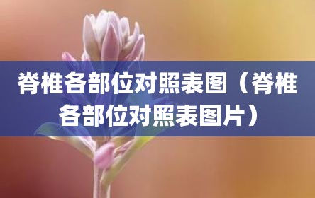 脊椎各部位对照表图（脊椎各部位对照表图片）