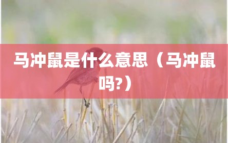 马冲鼠是什么意思（马冲鼠吗?）
