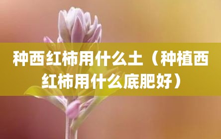 种西红柿用什么土（种植西红柿用什么底肥好）
