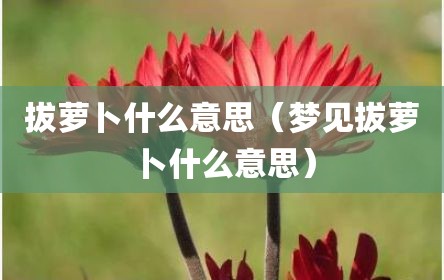 拔萝卜什么意思（梦见拔萝卜什么意思）