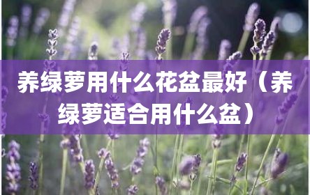 养绿萝用什么花盆最好（养绿萝适合用什么盆）