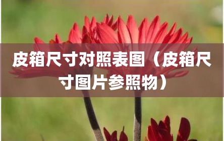 皮箱尺寸对照表图（皮箱尺寸图片参照物）