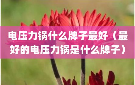 电压力锅什么牌子最好（最好的电压力锅是什么牌子）