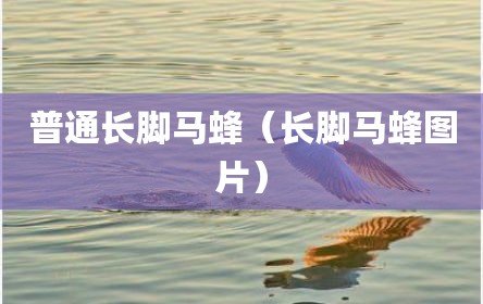 普通长脚马蜂（长脚马蜂图片）