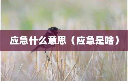 应急什么意思（应急是啥）