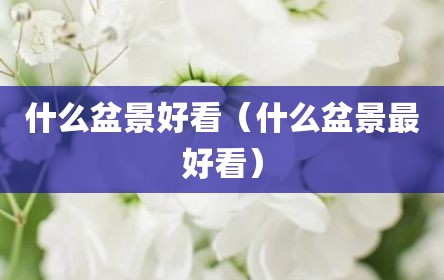 什么盆景好看（什么盆景最好看）