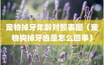 宠物掉牙年龄对照表图（宠物狗掉牙齿是怎么回事）
