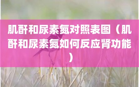 肌酐和尿素氮对照表图（肌酐和尿素氮如何反应肾功能）