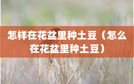 怎样在花盆里种土豆（怎么在花盆里种土豆）
