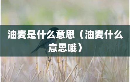 油麦是什么意思（油麦什么意思哦）