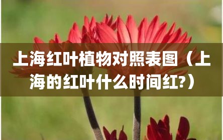 上海红叶植物对照表图（上海的红叶什么时间红?）