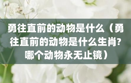 勇往直前的动物是什么（勇往直前的动物是什么生肖?哪个动物永无止镜）