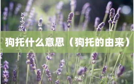 狗托什么意思（狗托的由来）