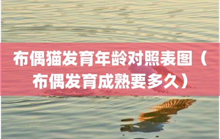 布偶猫发育年龄对照表图（布偶发育成熟要多久）
