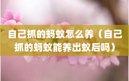 自己抓的蚂蚁怎么养（自己抓的蚂蚁能养出蚁后吗）
