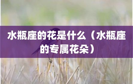 水瓶座的花是什么（水瓶座的专属花朵）