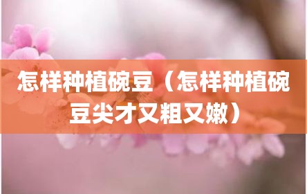 怎样种植碗豆（怎样种植碗豆尖才又粗又嫩）