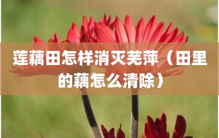 莲藕田怎样消灭芜萍（田里的藕怎么清除）