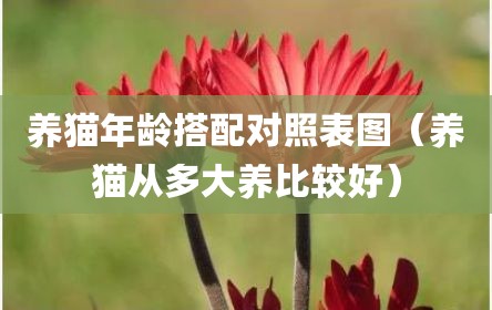 养猫年龄搭配对照表图（养猫从多大养比较好）