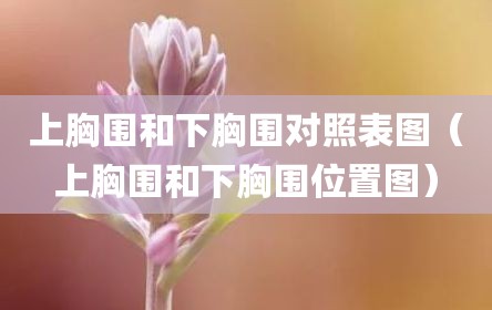 上胸围和下胸围对照表图（上胸围和下胸围位置图）