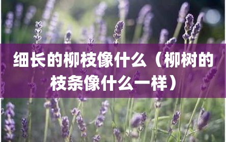 细长的柳枝像什么（柳树的枝条像什么一样）
