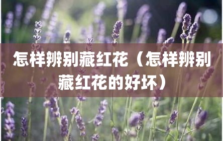 怎样辨别藏红花（怎样辨别藏红花的好坏）