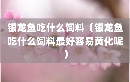银龙鱼吃什么饲料（银龙鱼吃什么饲料最好容易黄化呢）
