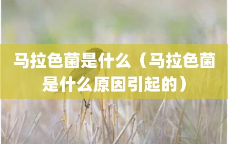 马拉色菌是什么（马拉色菌是什么原因引起的）