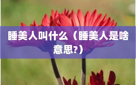 睡美人叫什么（睡美人是啥意思?）