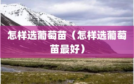 怎样选葡萄苗（怎样选葡萄苗最好）