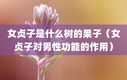 女贞子是什么树的果子（女贞子对男性功能的作用）
