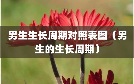 男生生长周期对照表图（男生的生长周期）