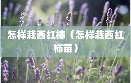 怎样栽西红柿（怎样栽西红柿苗）